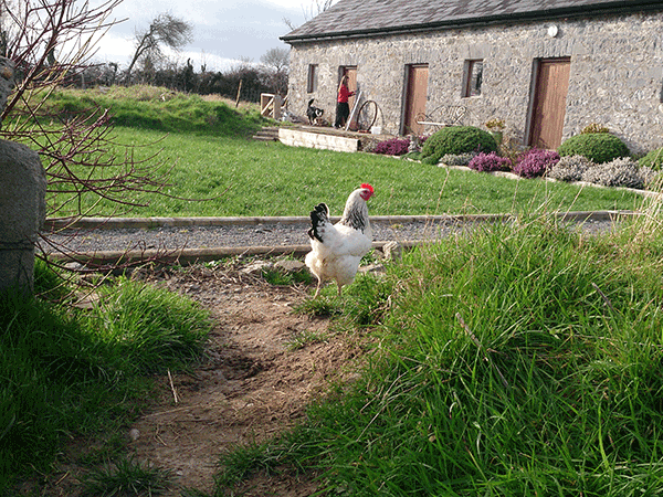 chicken at large